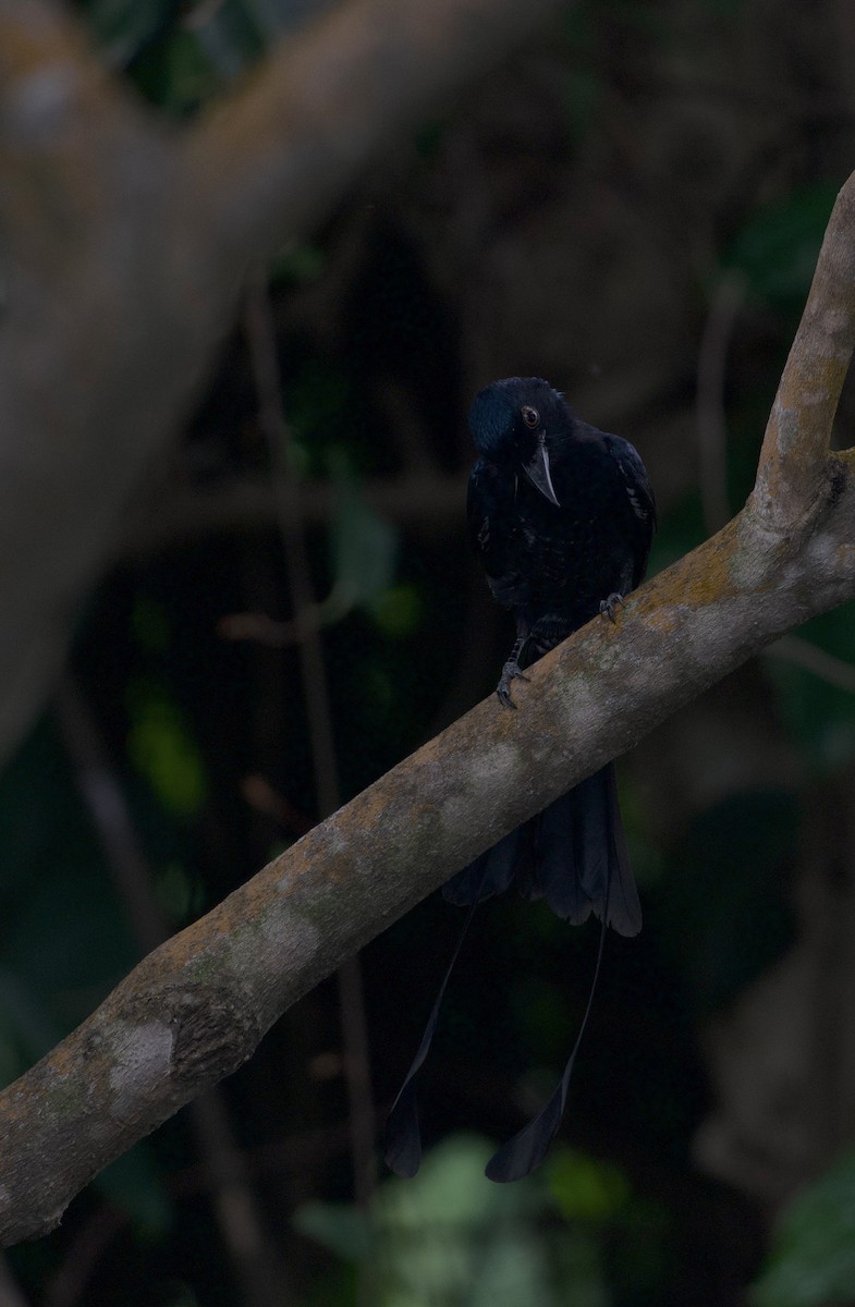 Райский дронго - ML644917306