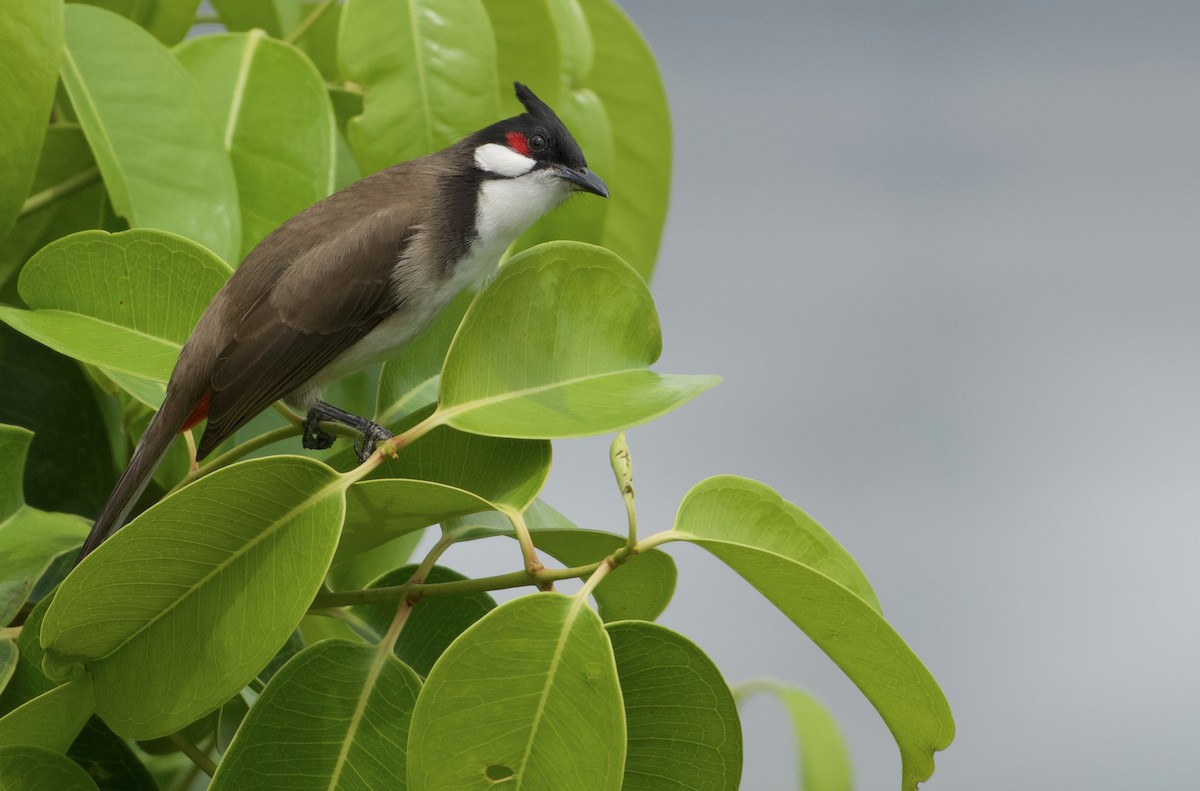 Красноухий бюльбюль - ML644917315