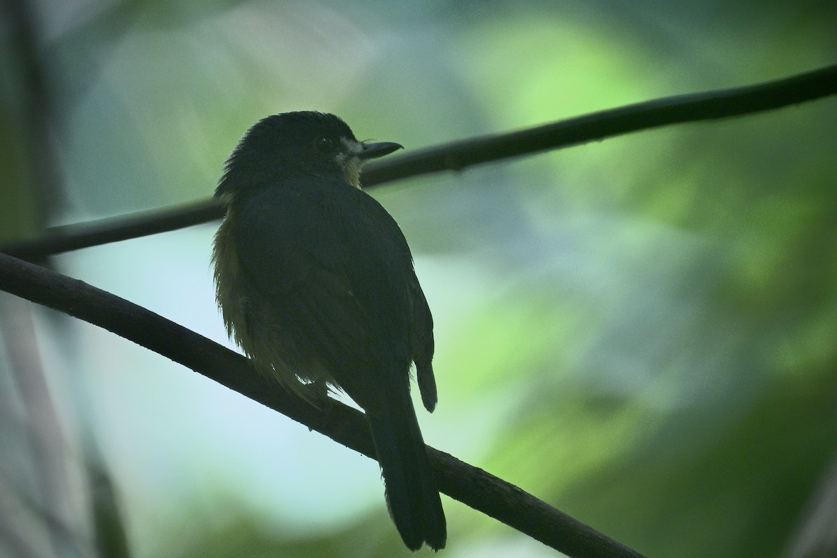 Мангровая нильтава - ML644917323