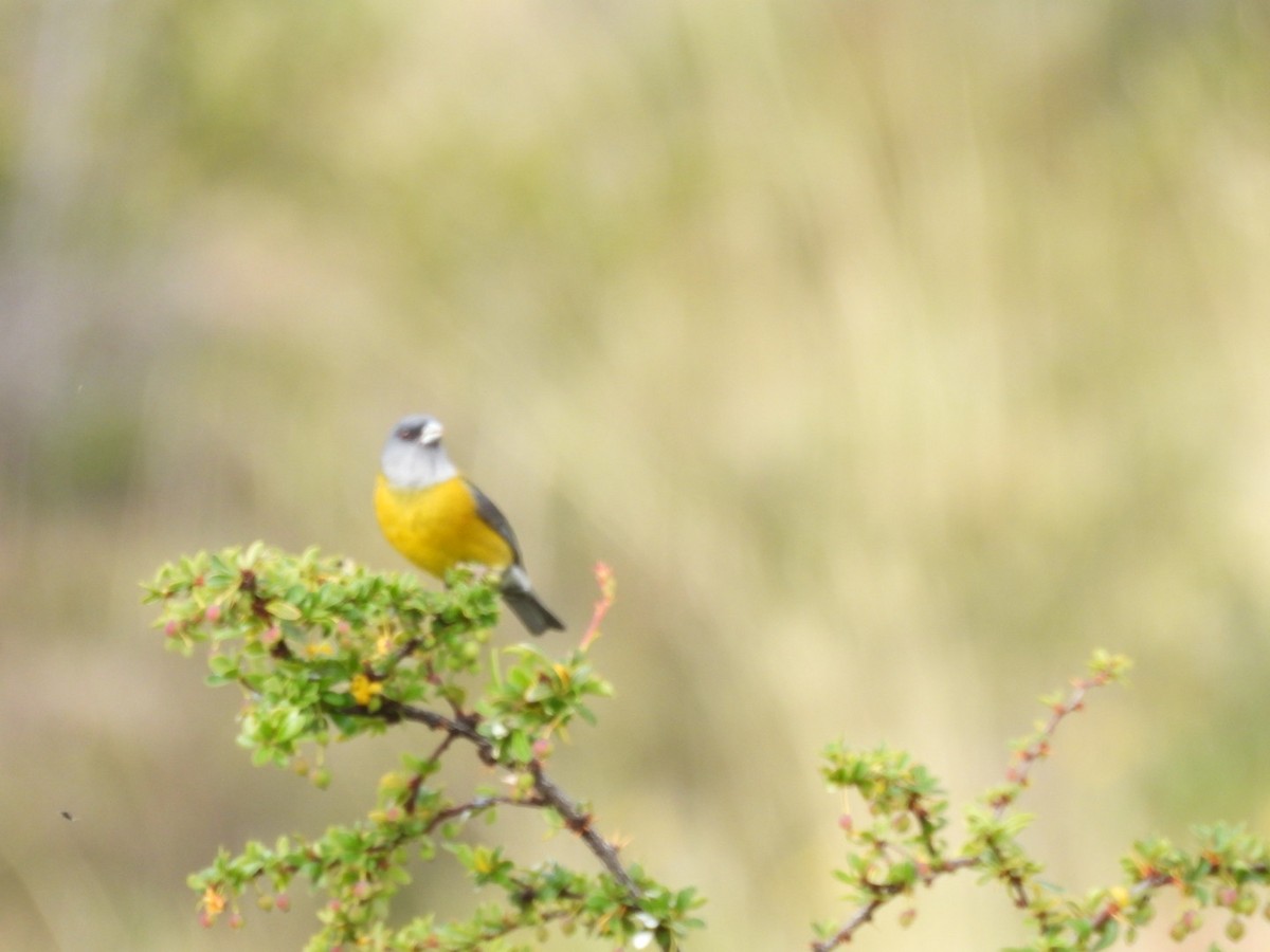 Patagonian Sierra Finch - ML644917324
