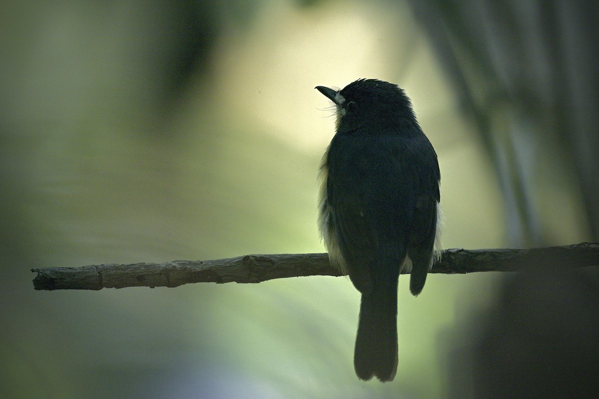 Мангровая нильтава - ML644917325