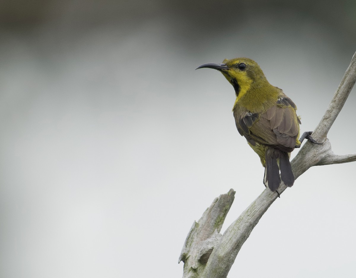 Ornate Sunbird - ML644917328