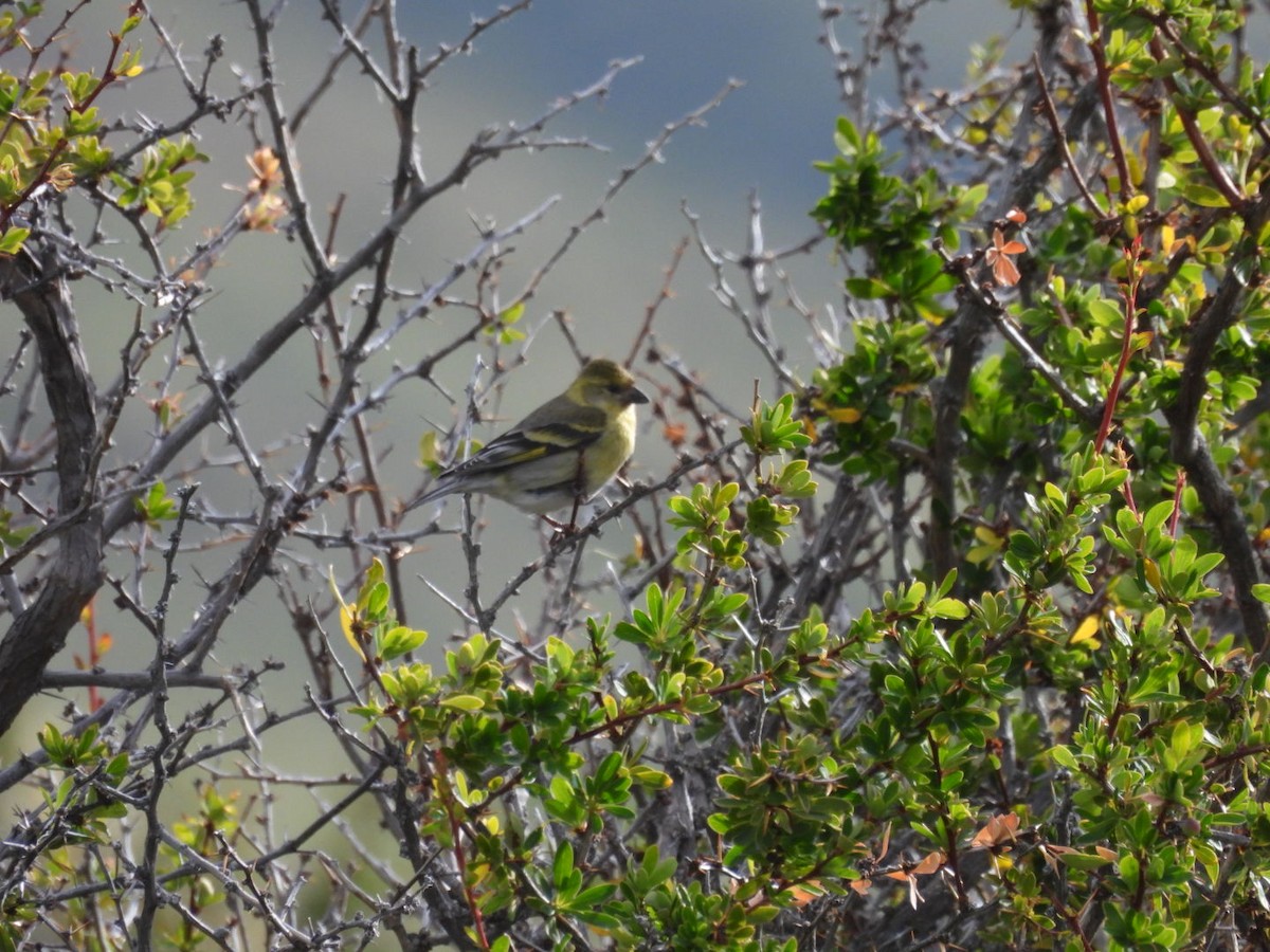 Black-chinned Siskin - ML644917337