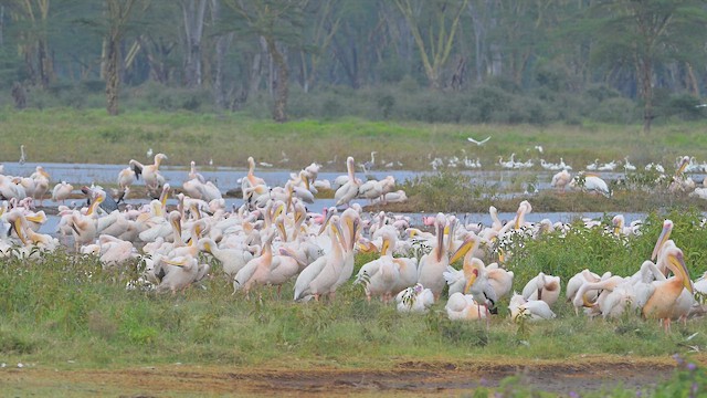 モモイロペリカン - ML644917338