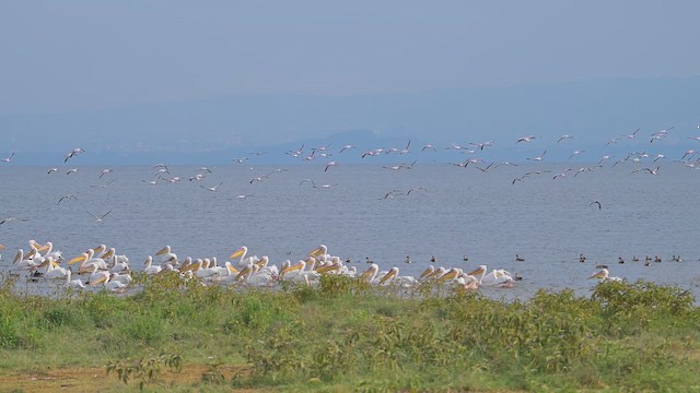 Zwergflamingo - ML644917352