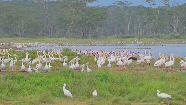 Zwergflamingo - ML644917354