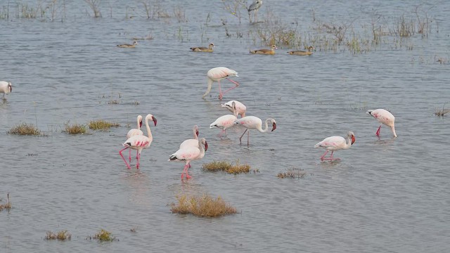 Zwergflamingo - ML644917362