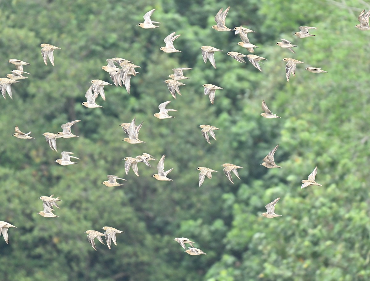 Бурокрылая ржанка - ML644917367