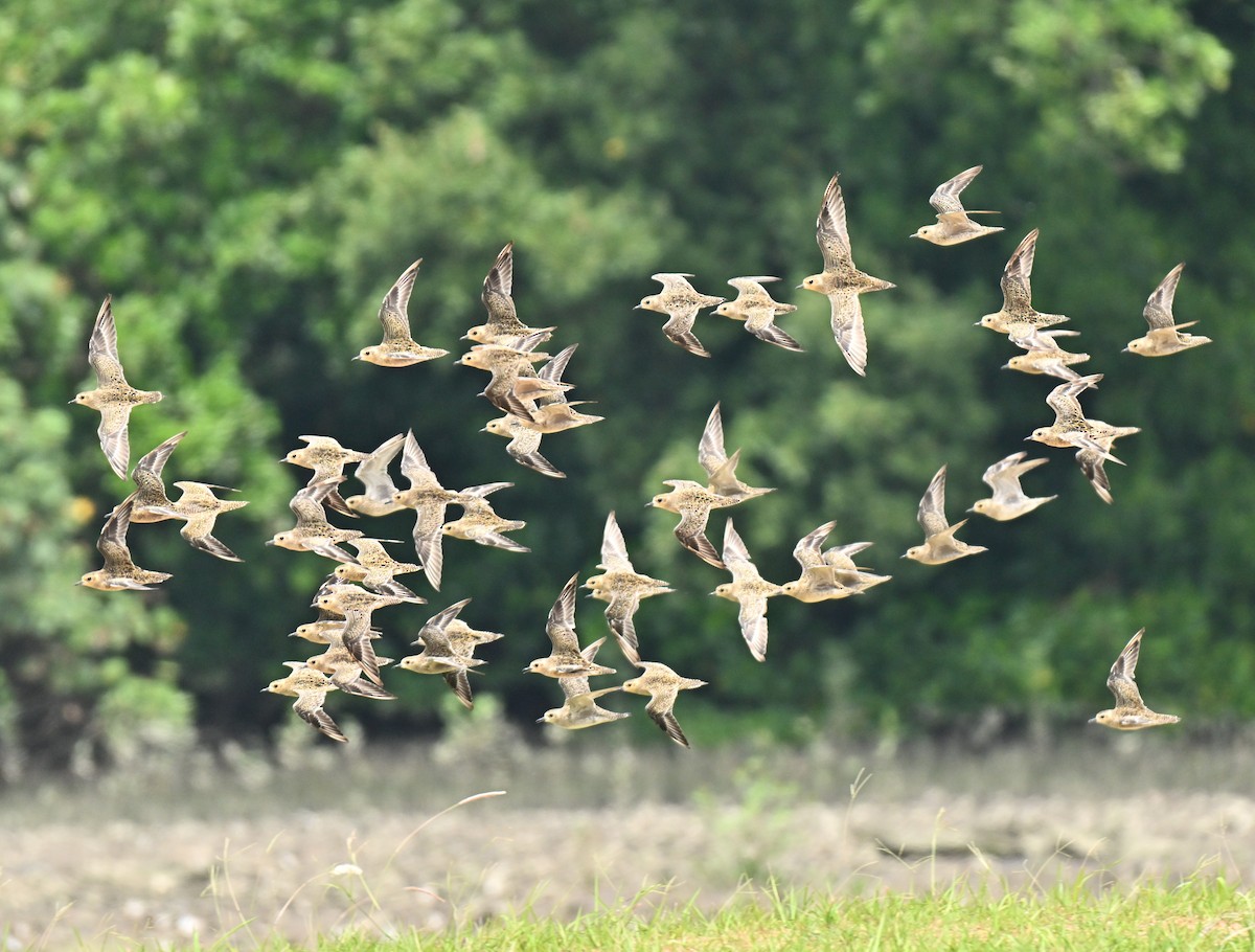 Бурокрылая ржанка - ML644917368