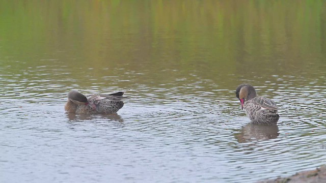 rødnebband - ML644917369