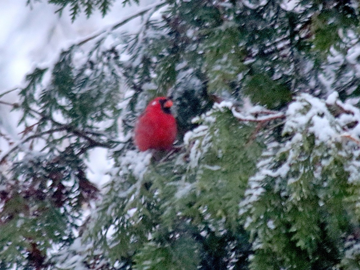 Northern Cardinal - ML644917373