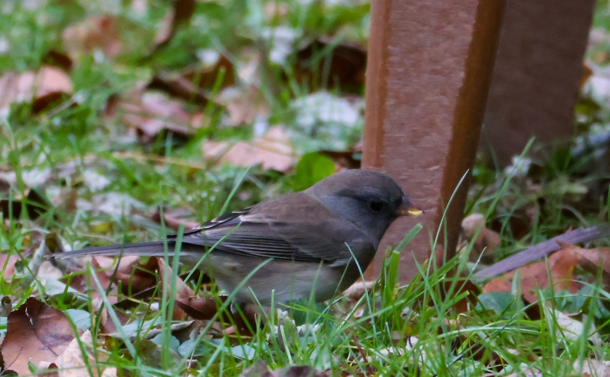 Dark-eyed Junco - ML644917381