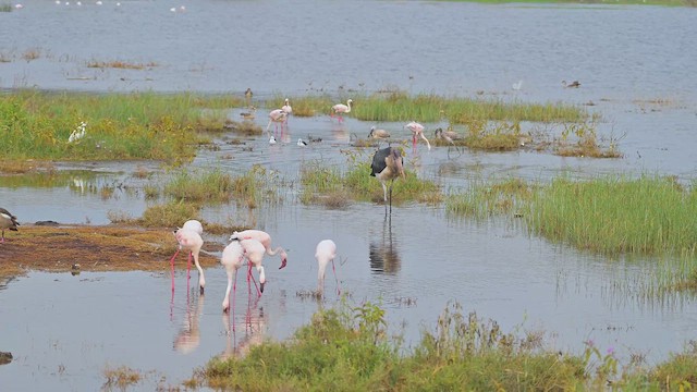 Marabou Stork - ML644917382