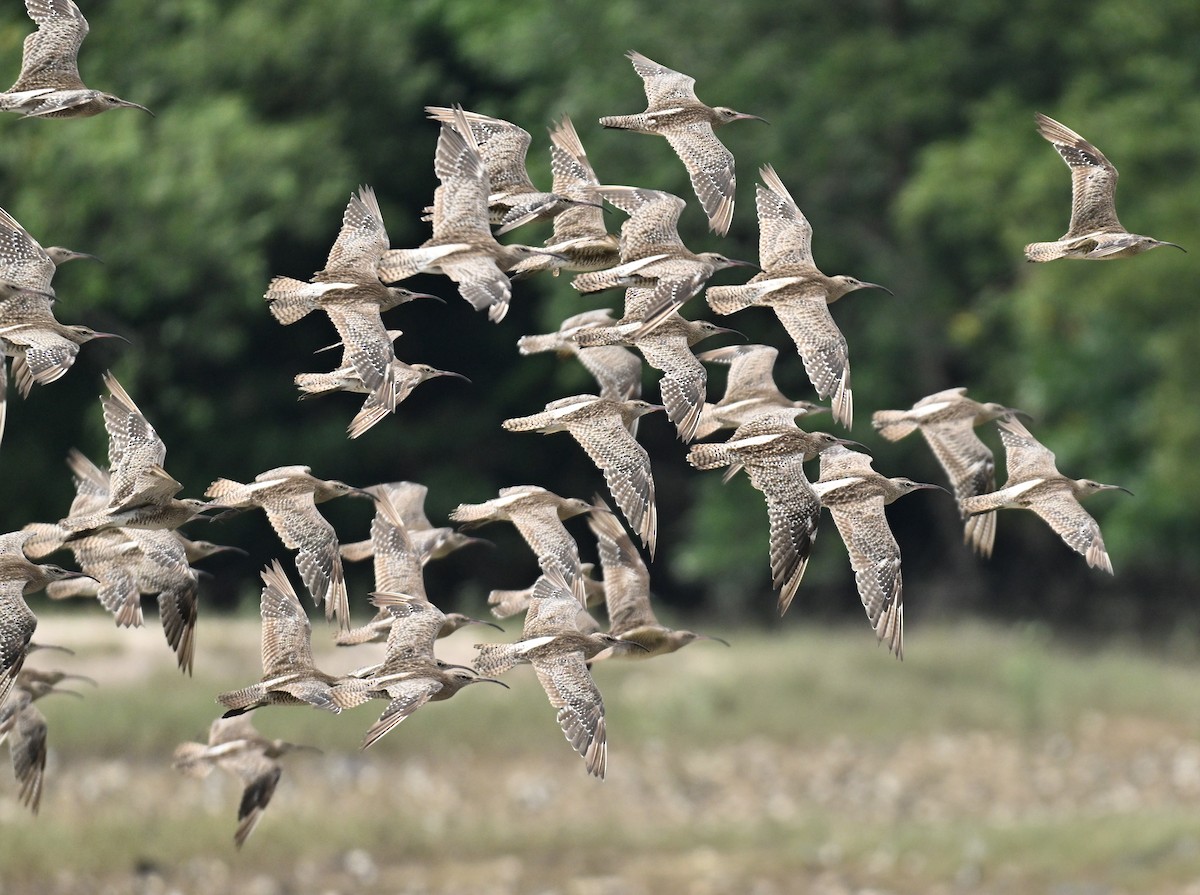 Eurasian Whimbrel - ML644917386
