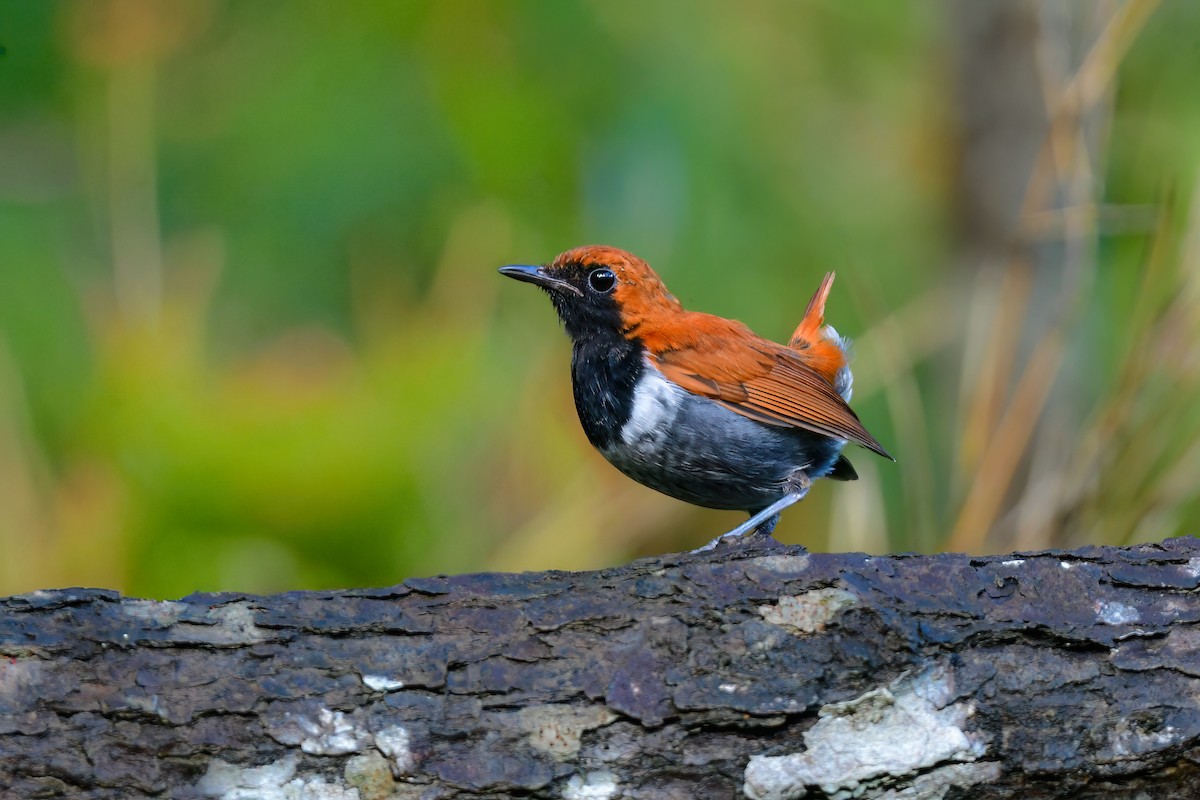 Okinava Bülbülü - ML644917389