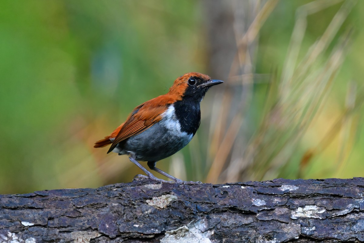 Okinava Bülbülü - ML644917390