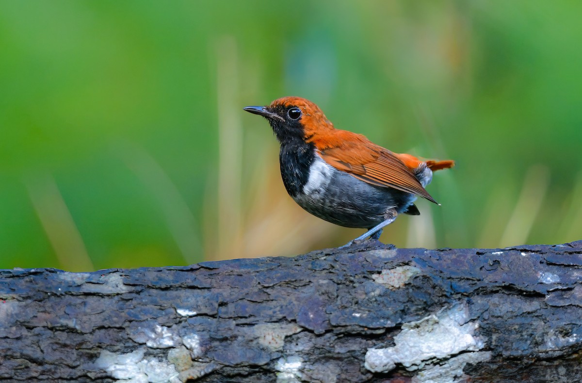 Okinava Bülbülü - ML644917391