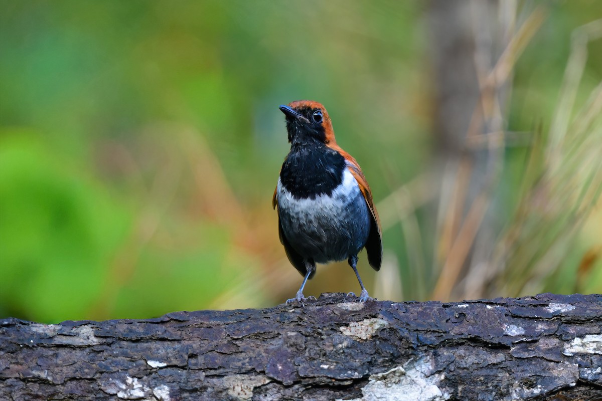 Okinava Bülbülü - ML644917392