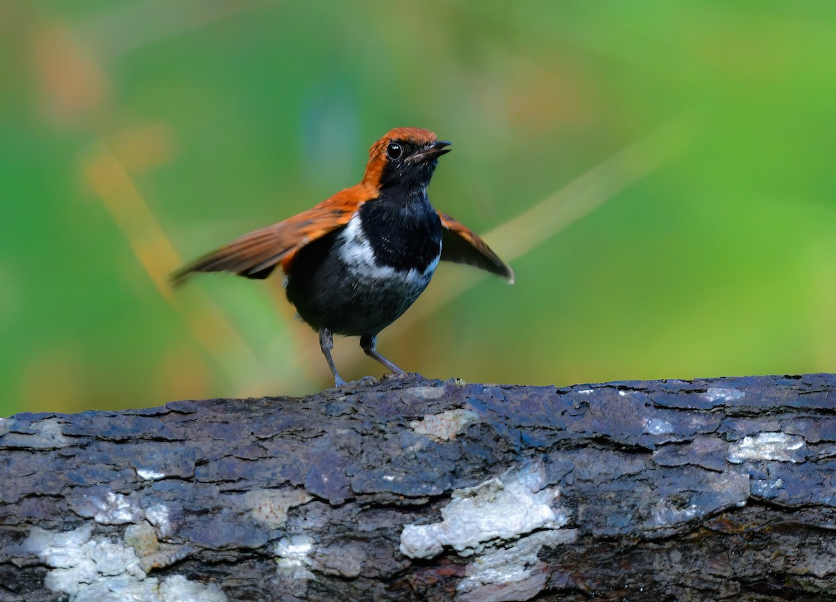 Okinava Bülbülü - ML644917393