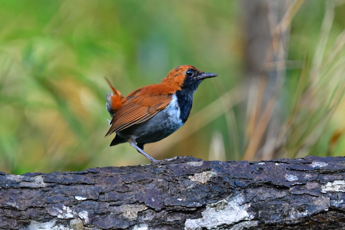 Okinava Bülbülü - ML644917394