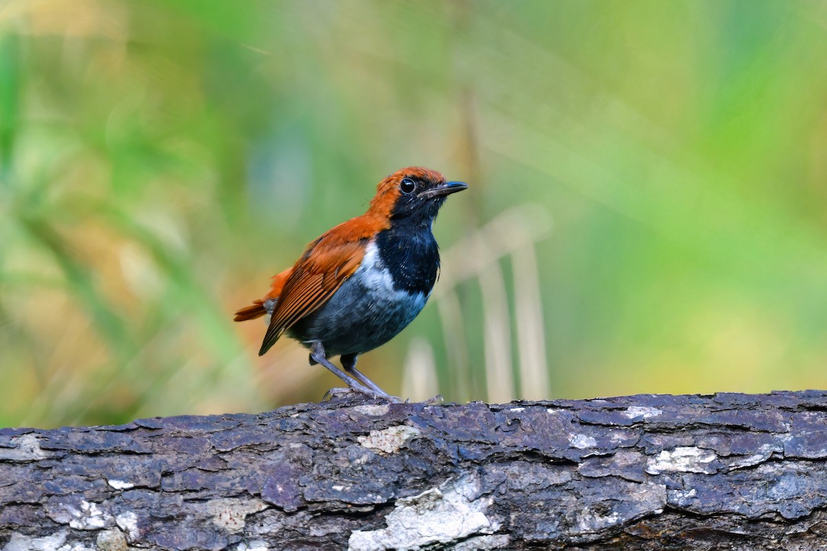 Okinava Bülbülü - ML644917395