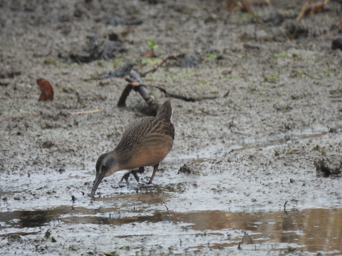 Пастушок віргінський - ML644917398