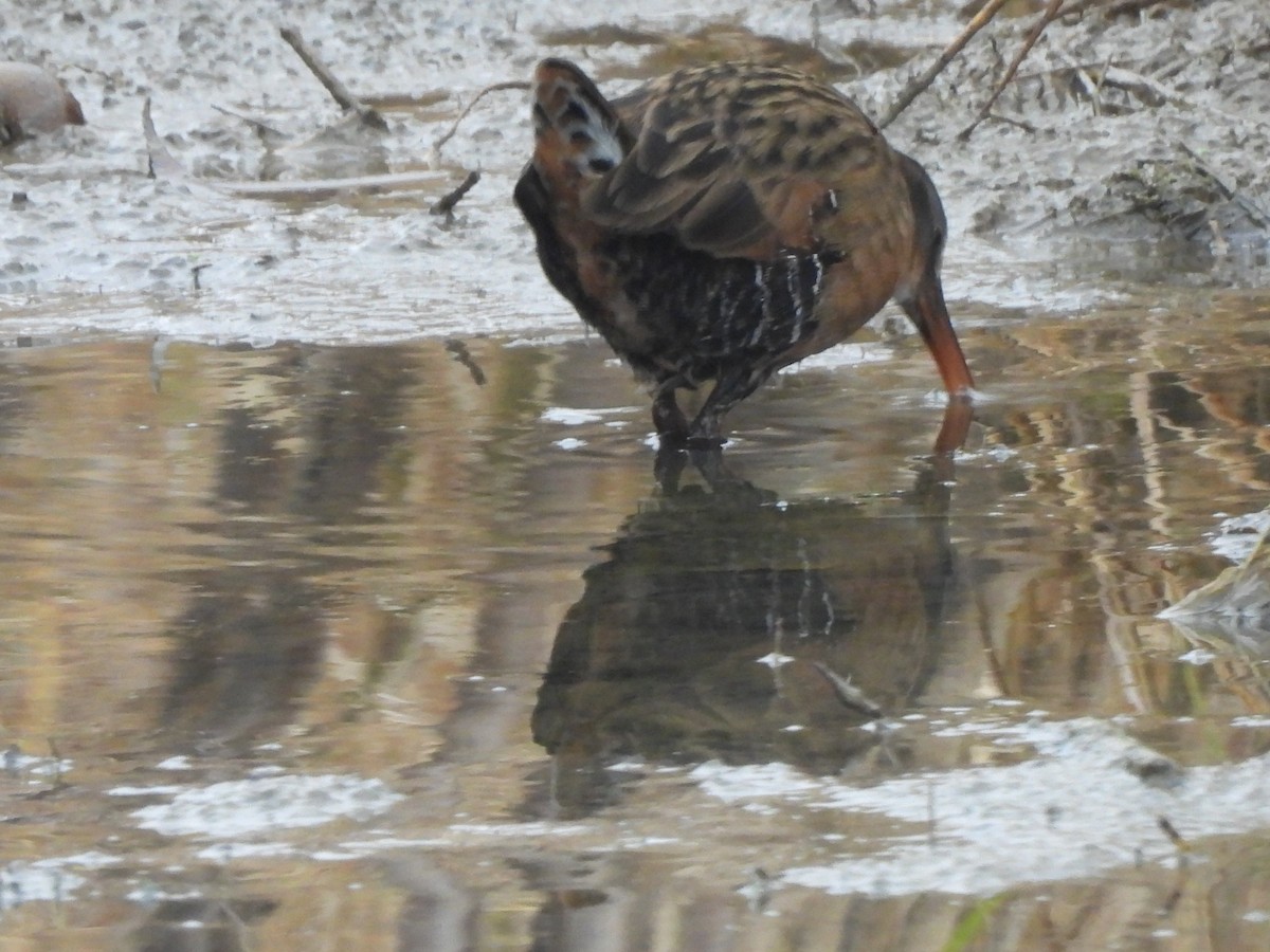 Пастушок віргінський - ML644917399