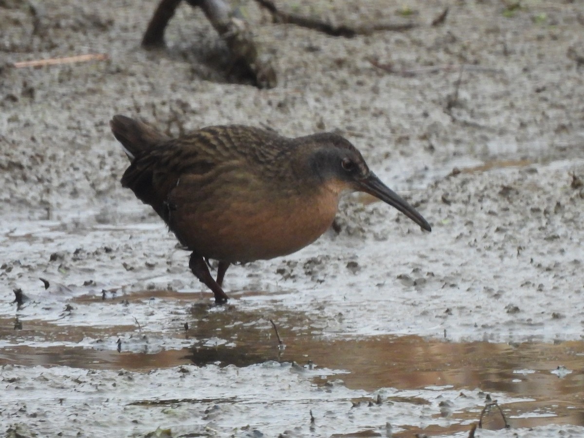 Пастушок віргінський - ML644917400