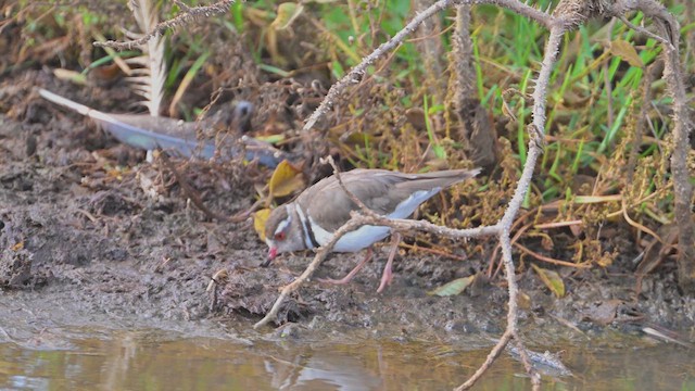 Three-banded Plover - ML644917403