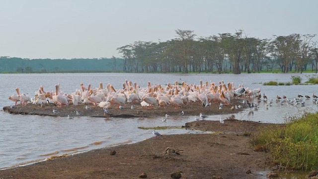 モモイロペリカン - ML644917409