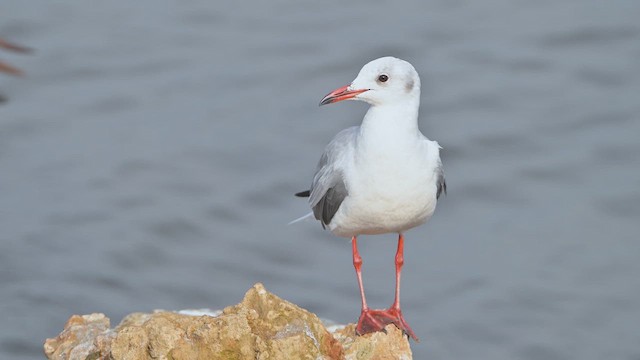 gråhodemåke - ML644917427