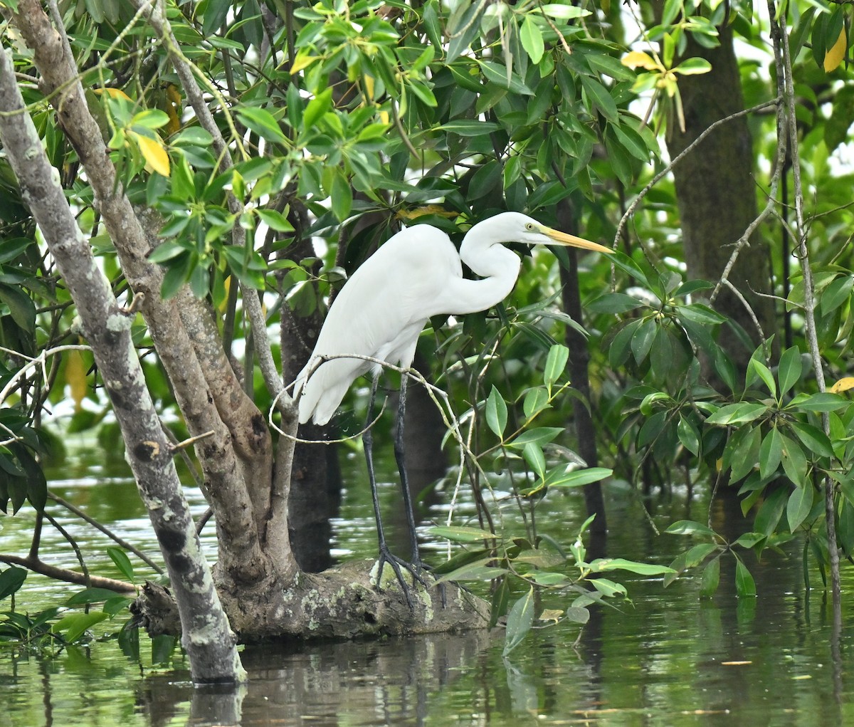 Большая белая цапля - ML644917437