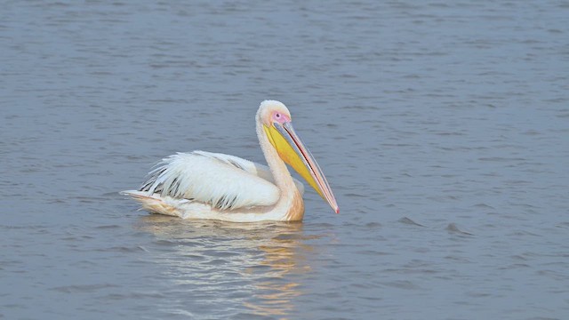 モモイロペリカン - ML644917441