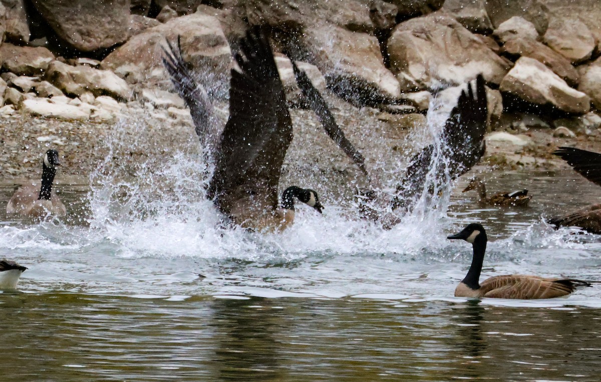 Канад галуу - ML644917443