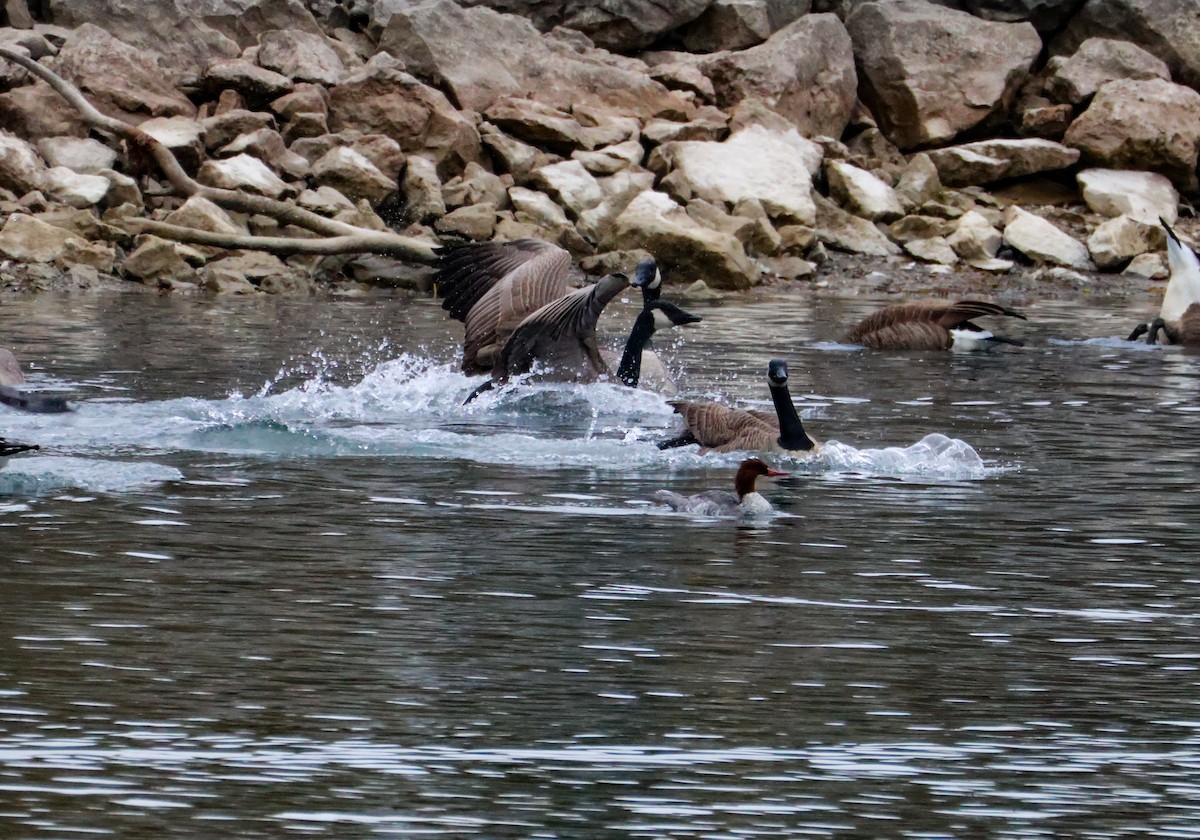 Канад галуу - ML644917444