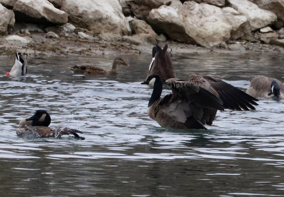 Канад галуу - ML644917445
