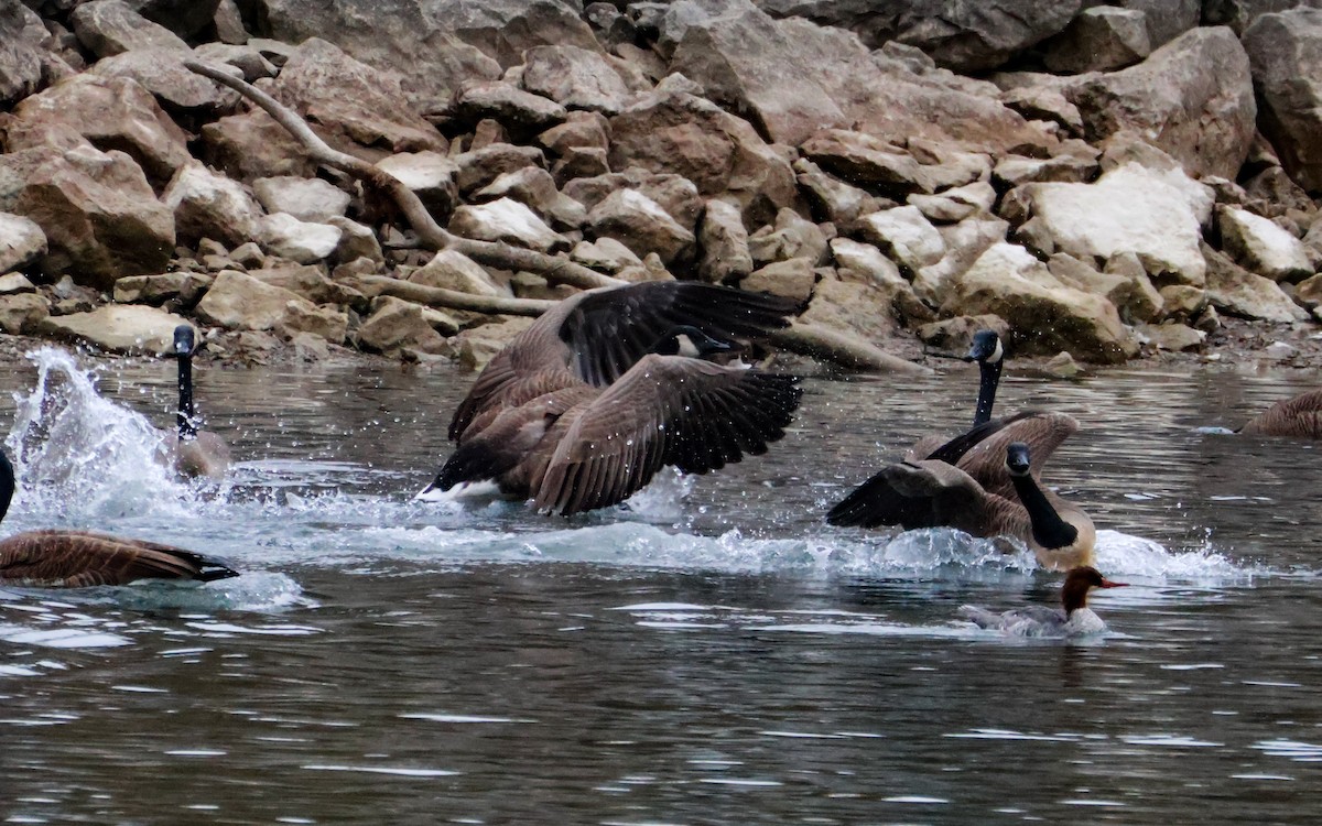 Канад галуу - ML644917446