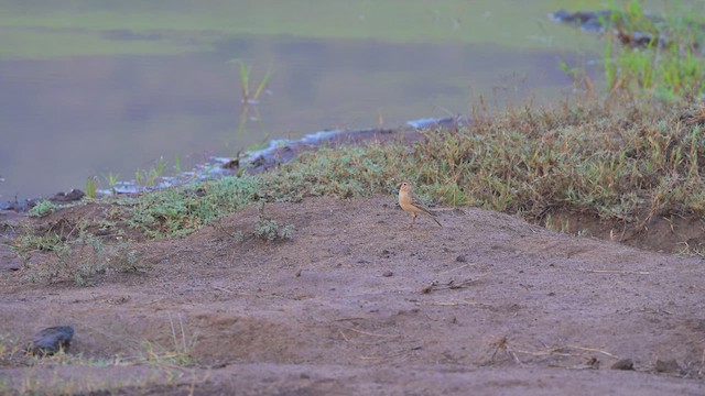 Plain-backed Pipit - ML644917453