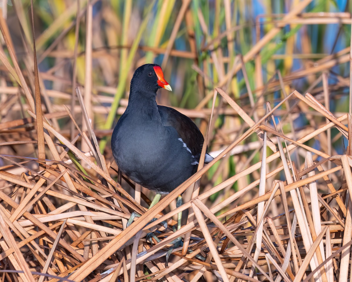 Common Gallinule - ML644917474