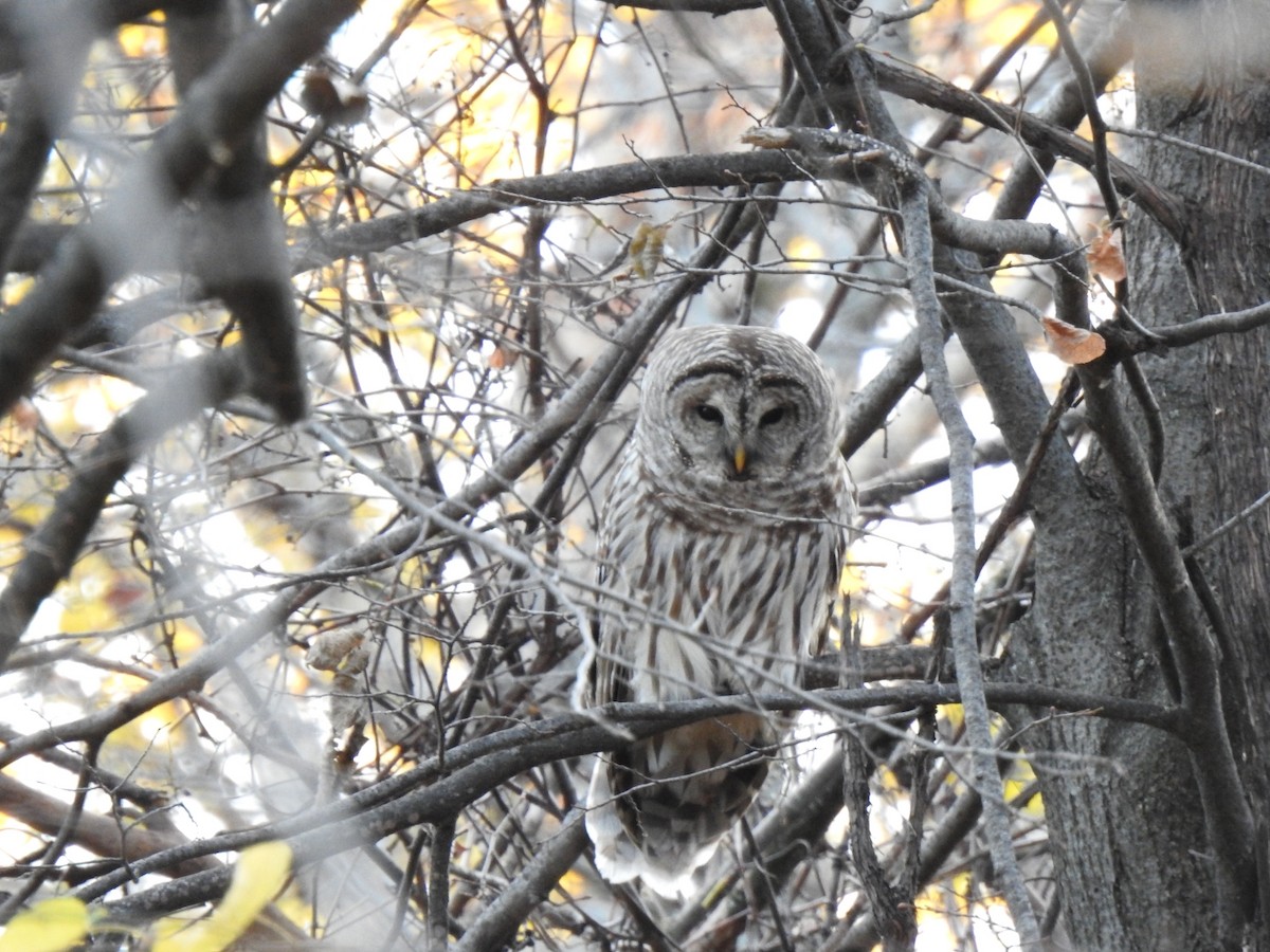 Barred Owl - ML644917481