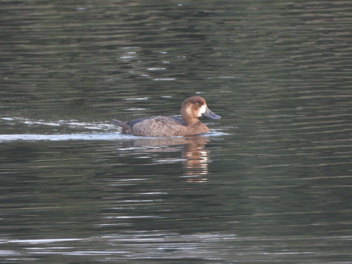 bergand - ML644917493