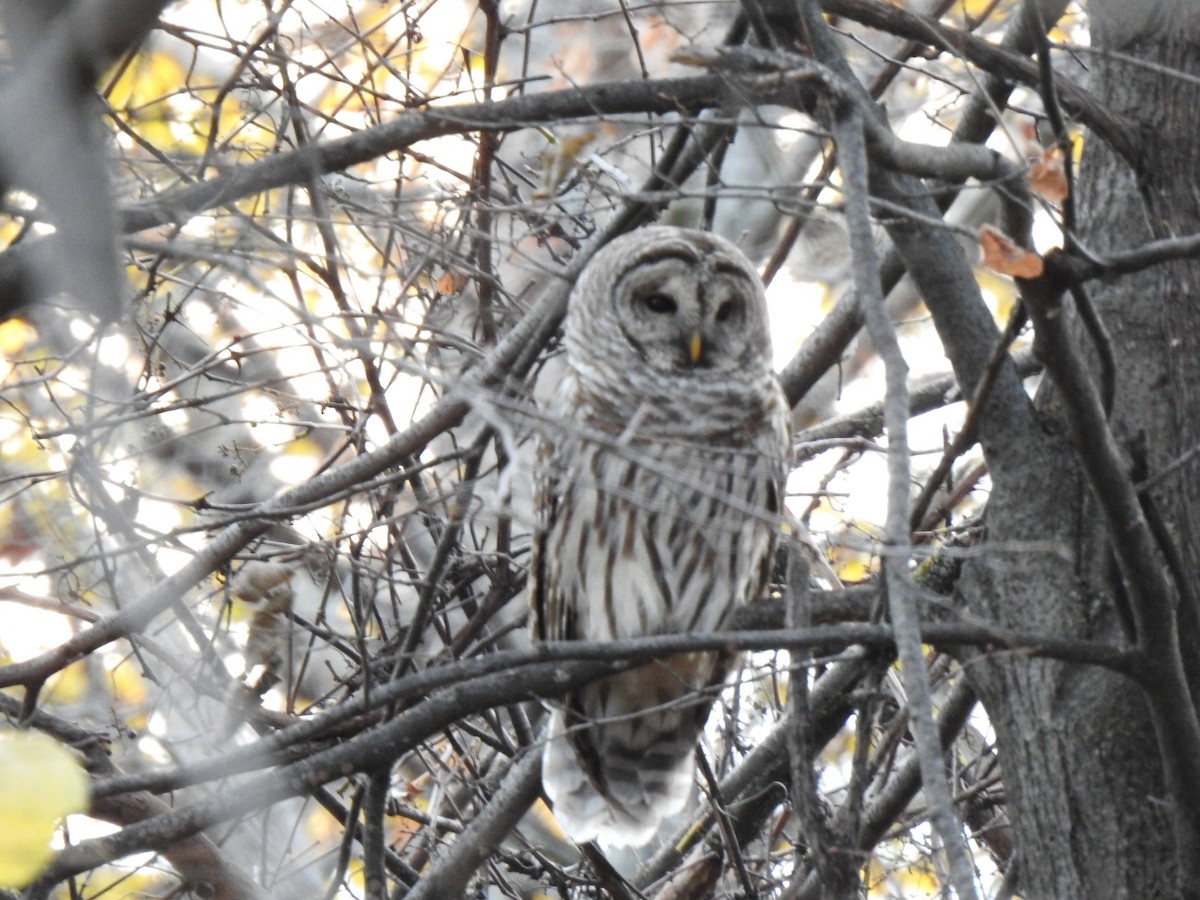 Barred Owl - ML644917497