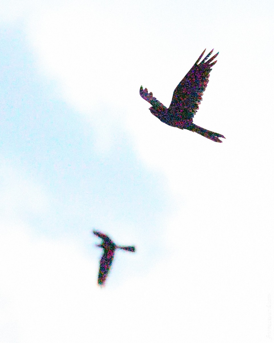 Great Eared-Nightjar - ML644917502