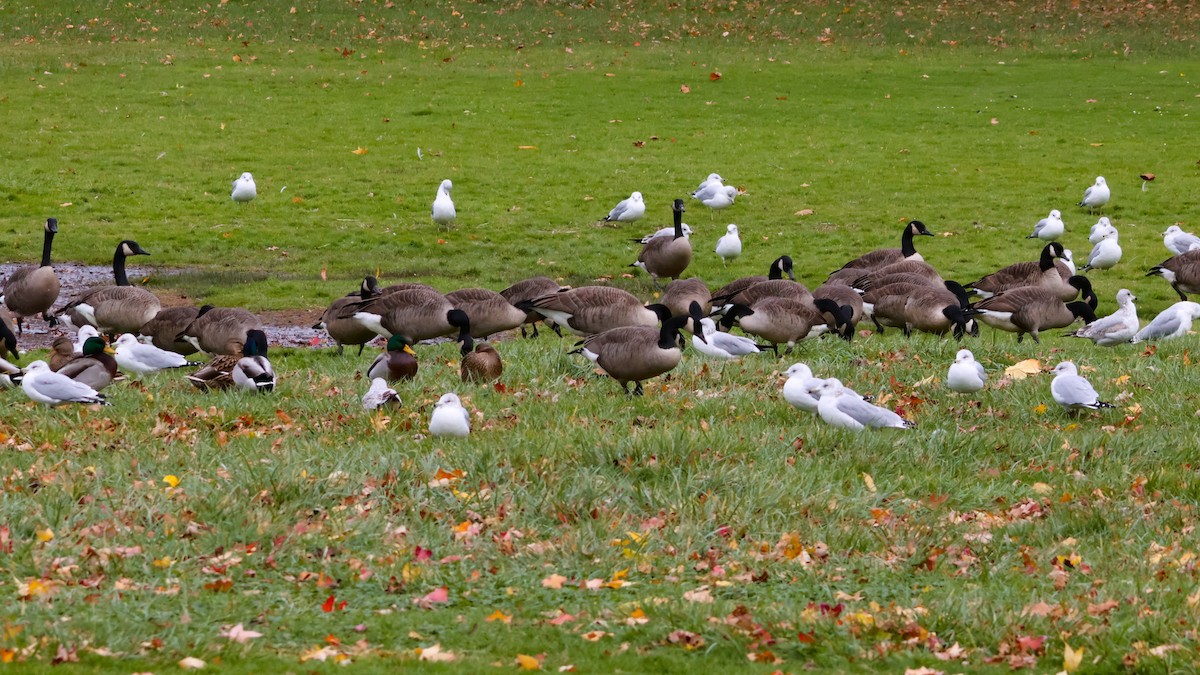 Канад галуу - ML644917510