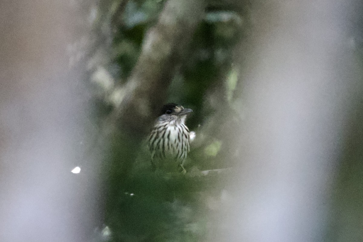 African Broadbill - ML644917514