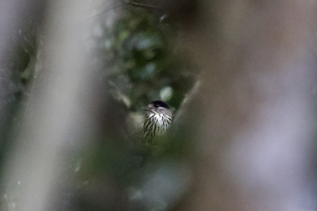 African Broadbill - ML644917515