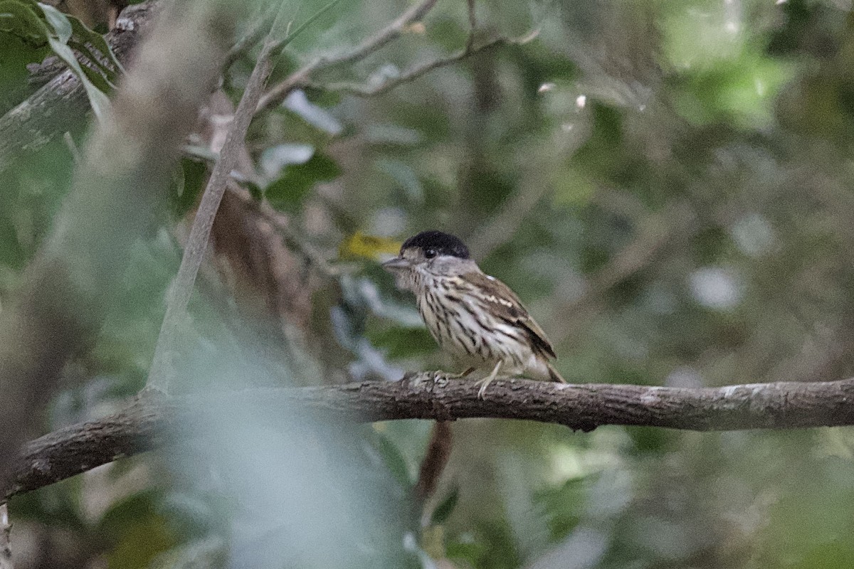 African Broadbill - ML644917516