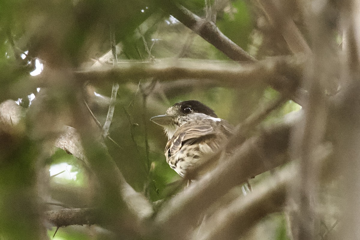 African Broadbill - ML644917517