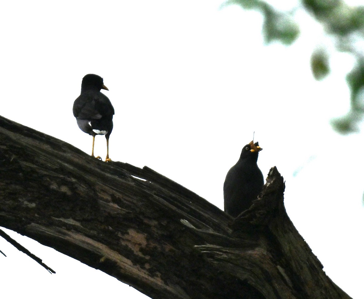 Яванская майна - ML644917537