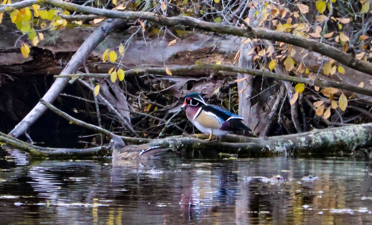Wood Duck - ML644917540